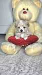 Mały Misio Maltipoo