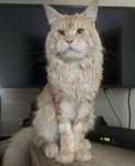 Kocur Maine Coon do adopcji