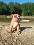 Amstaff suczka jasna