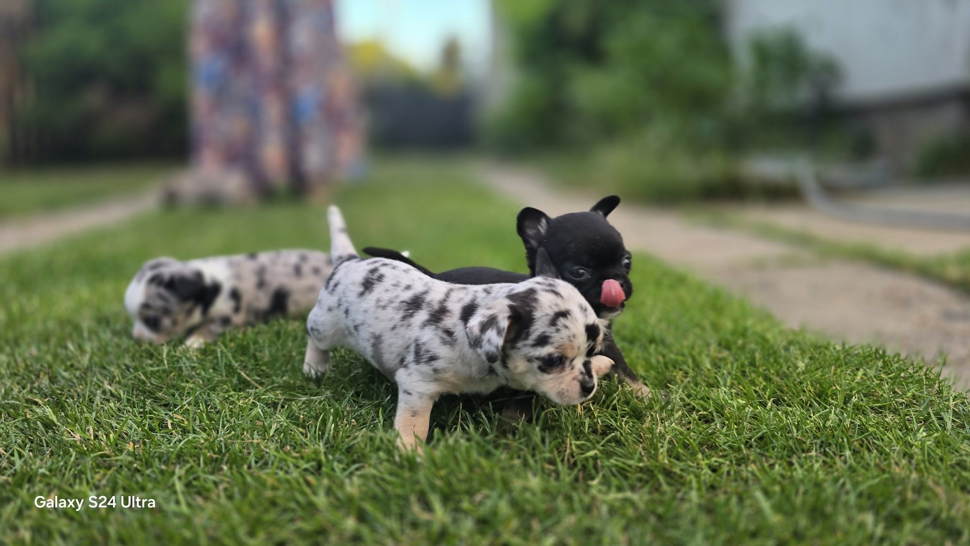 Prześliczna chihuahua piesek"Nocna Furia"