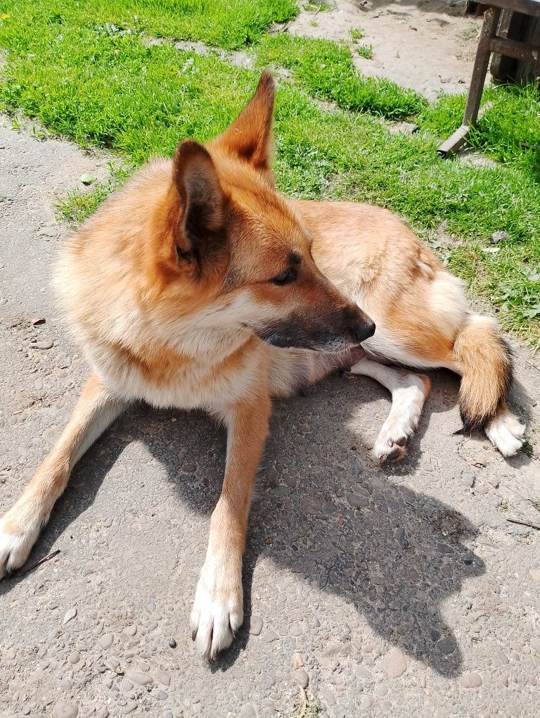 Наша Ніка народила .