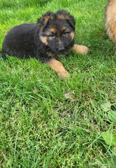 Owczarki niemieckie długowłose !!