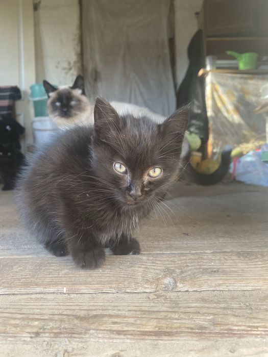 Кошенятко 2 місяці