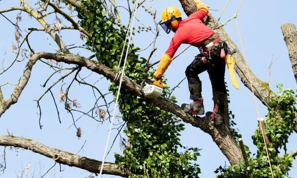 Ścinka Drzew Karczowanie Działek Usługi Rębakiem