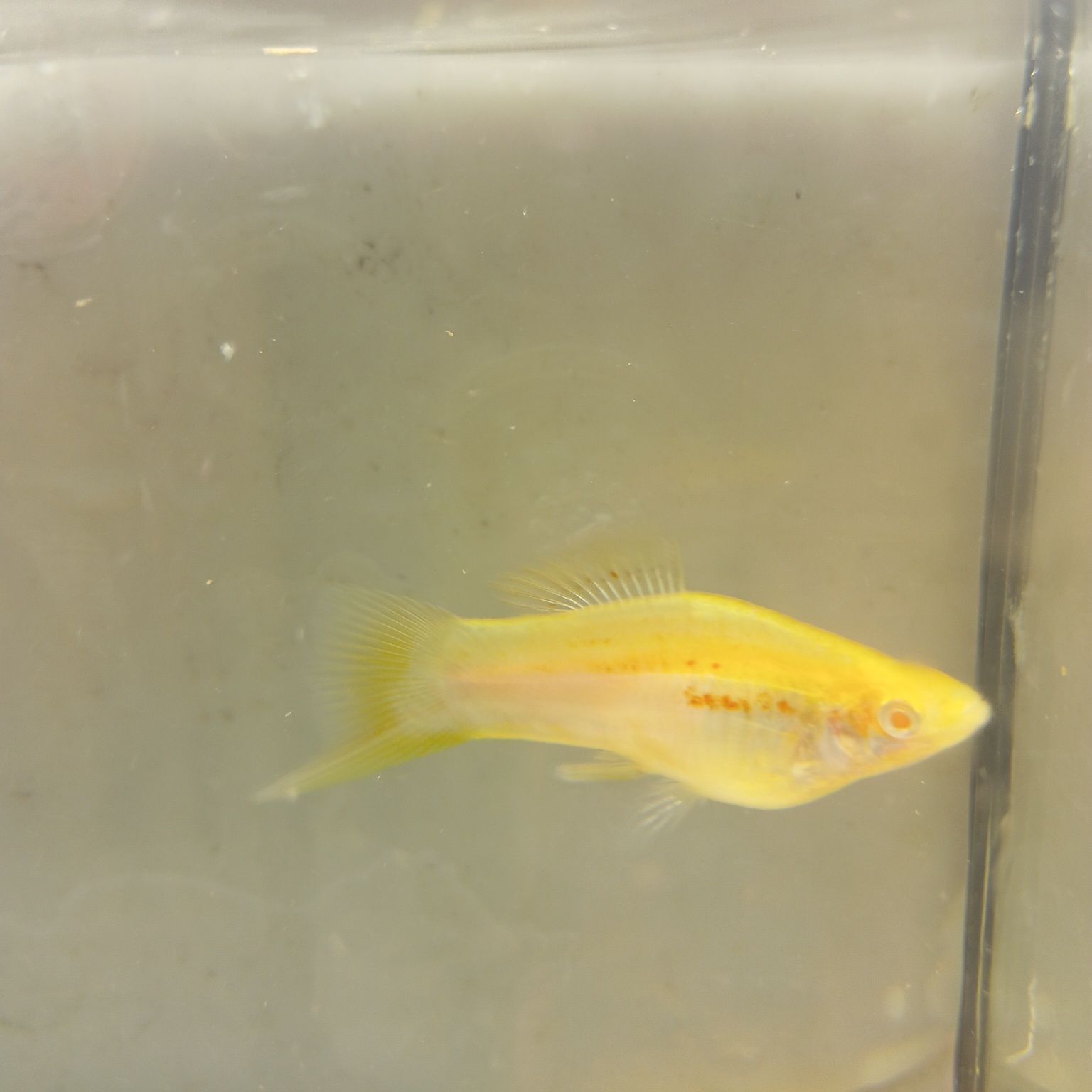 Mieczyki Albino białe para