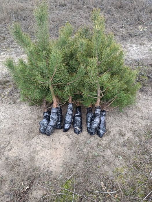 Продам саджанці сосни звичайної