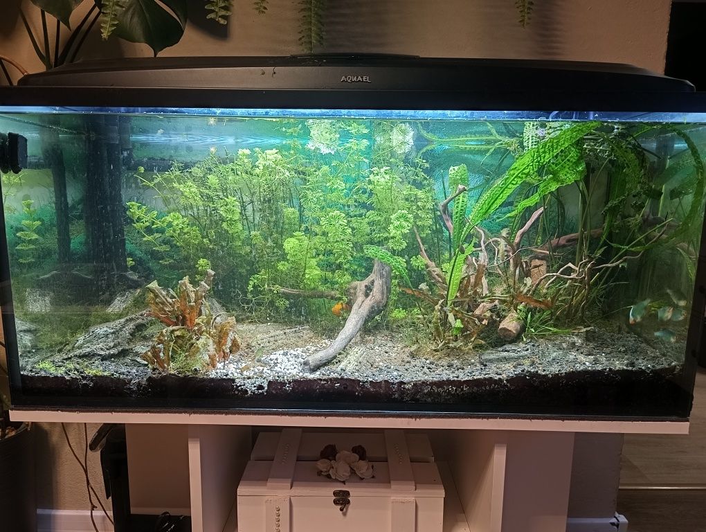 Akwarium 200l z szafka i osprzetem
