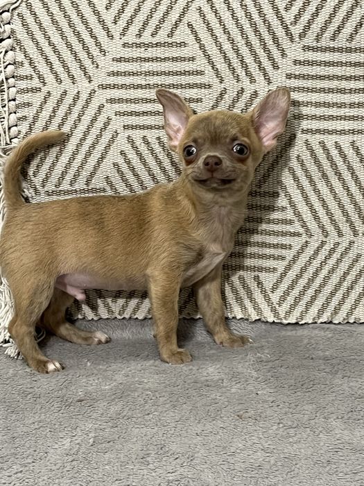 Найкращий друг хлопчик чихуахуа