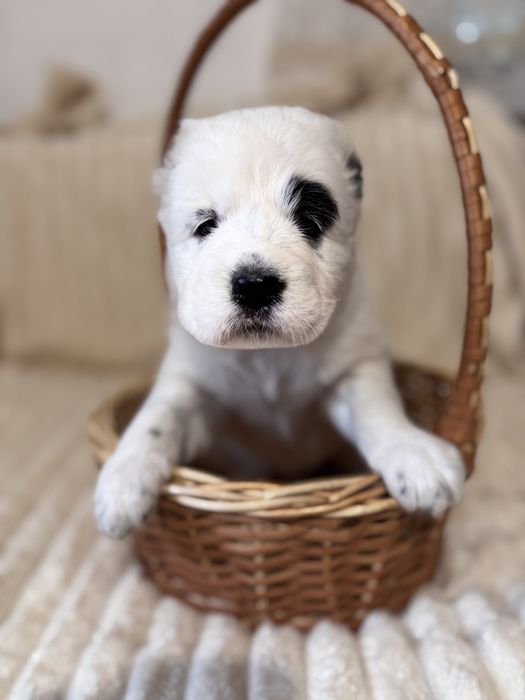 Продам цуценят алабая