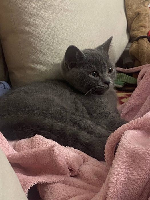 Шоталська прямовуха кішечка