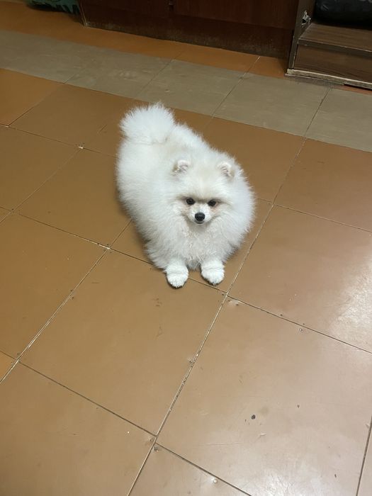 Продам дівчинка шпіц