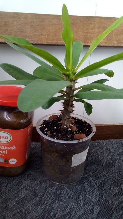 Молочай Миля белый крупноцветковый