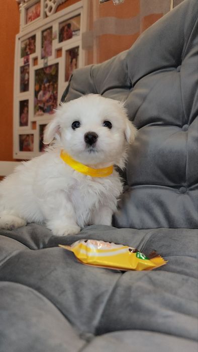 Чарівні цуценятка