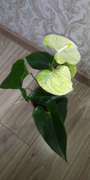 Антуріум Ваніла жовтий