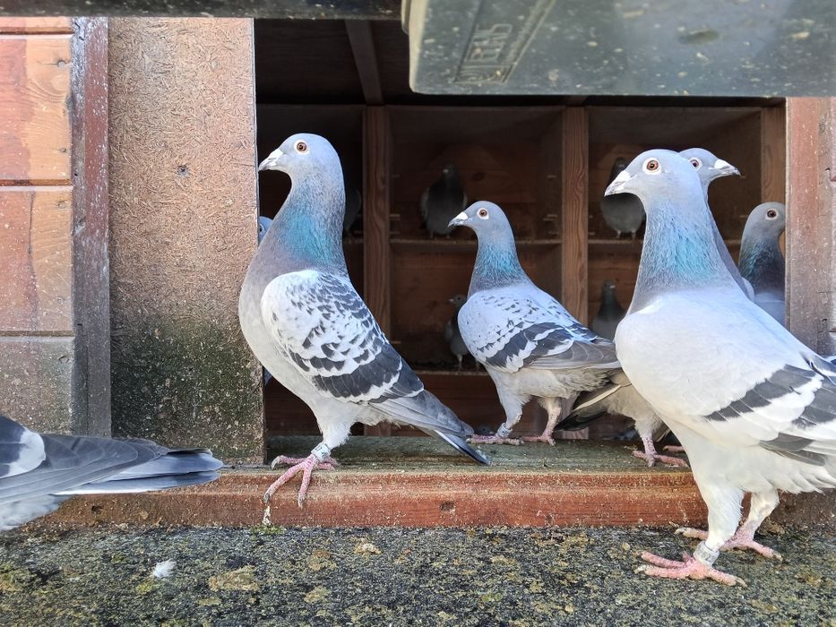 Gołębie pocztowe