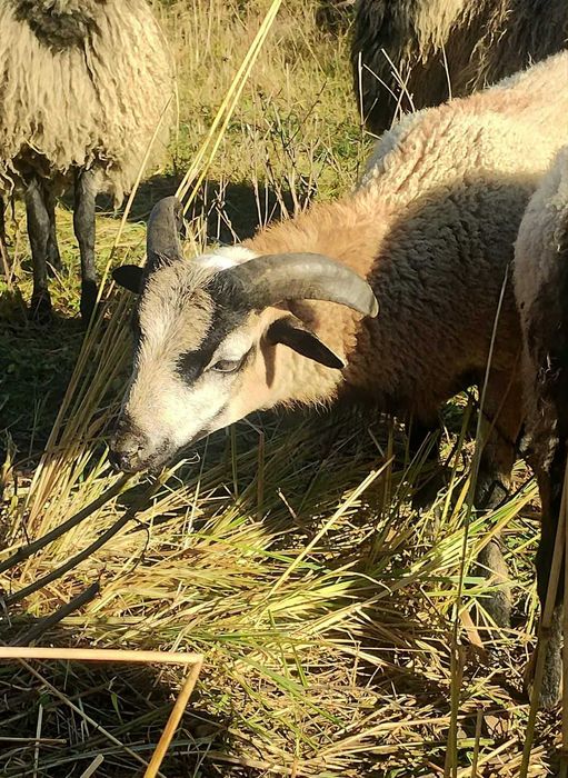 owca kameruńska tryk młody oswojony - baran