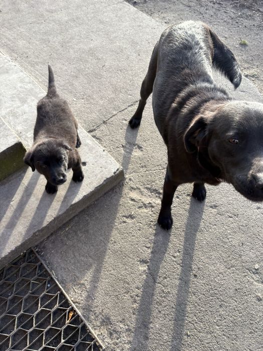 Oddam szczeniaka w typie labradora – ZA DARMO