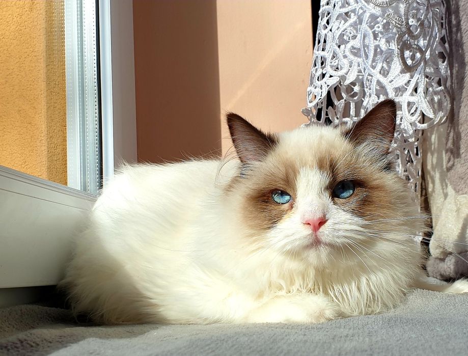 Słodka kotka Ragdoll FPL