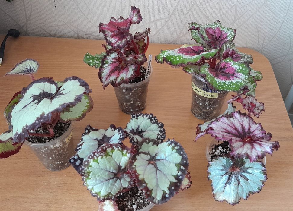 Королівські сортові бегонії