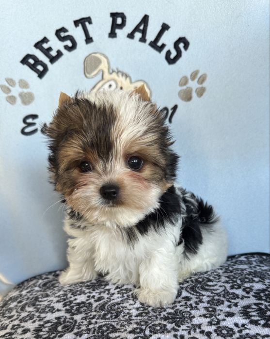 Cudny, malutki piesek york biewer, laleczka