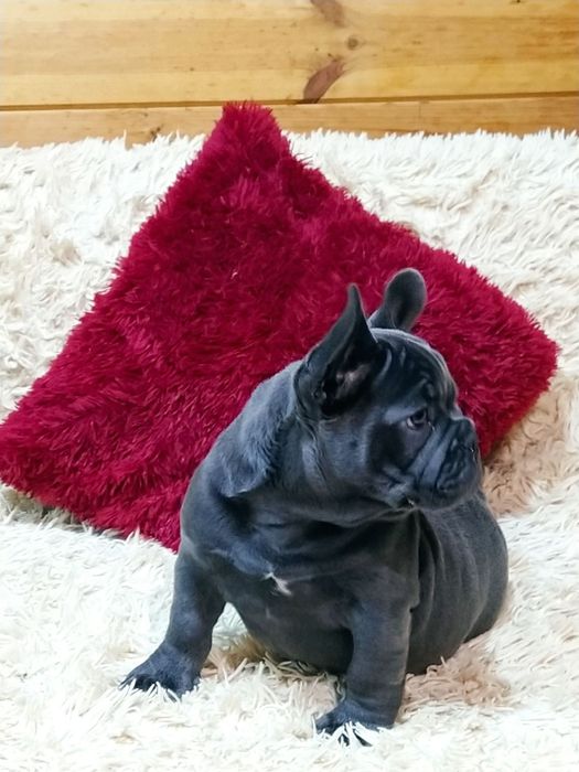 Французский бульдог