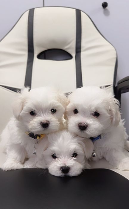 Maltańczyk  Szczeniak