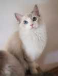 Kocurek ragdoll blue bicolor lynx po mamie International Champion