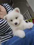 Wyjątkowa Suczka Samoyed