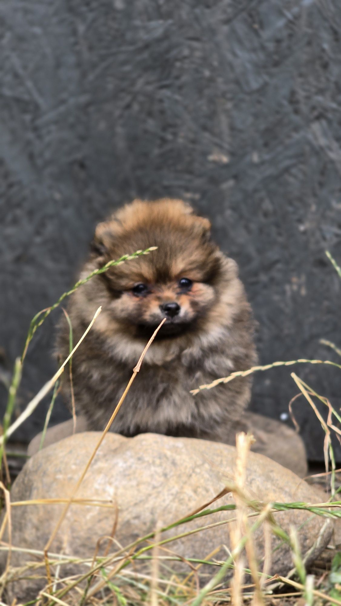 Pomeranian cudowny samczyk