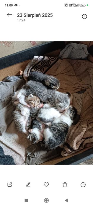 Oddam w dobre w ręce kotki