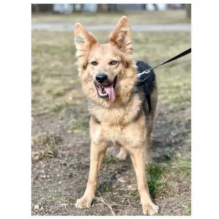 Красивая молодая собака Ириска