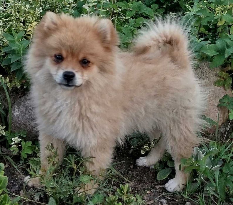 Szpic Miniaturowy szczeniak Pomeranian z rodowodem