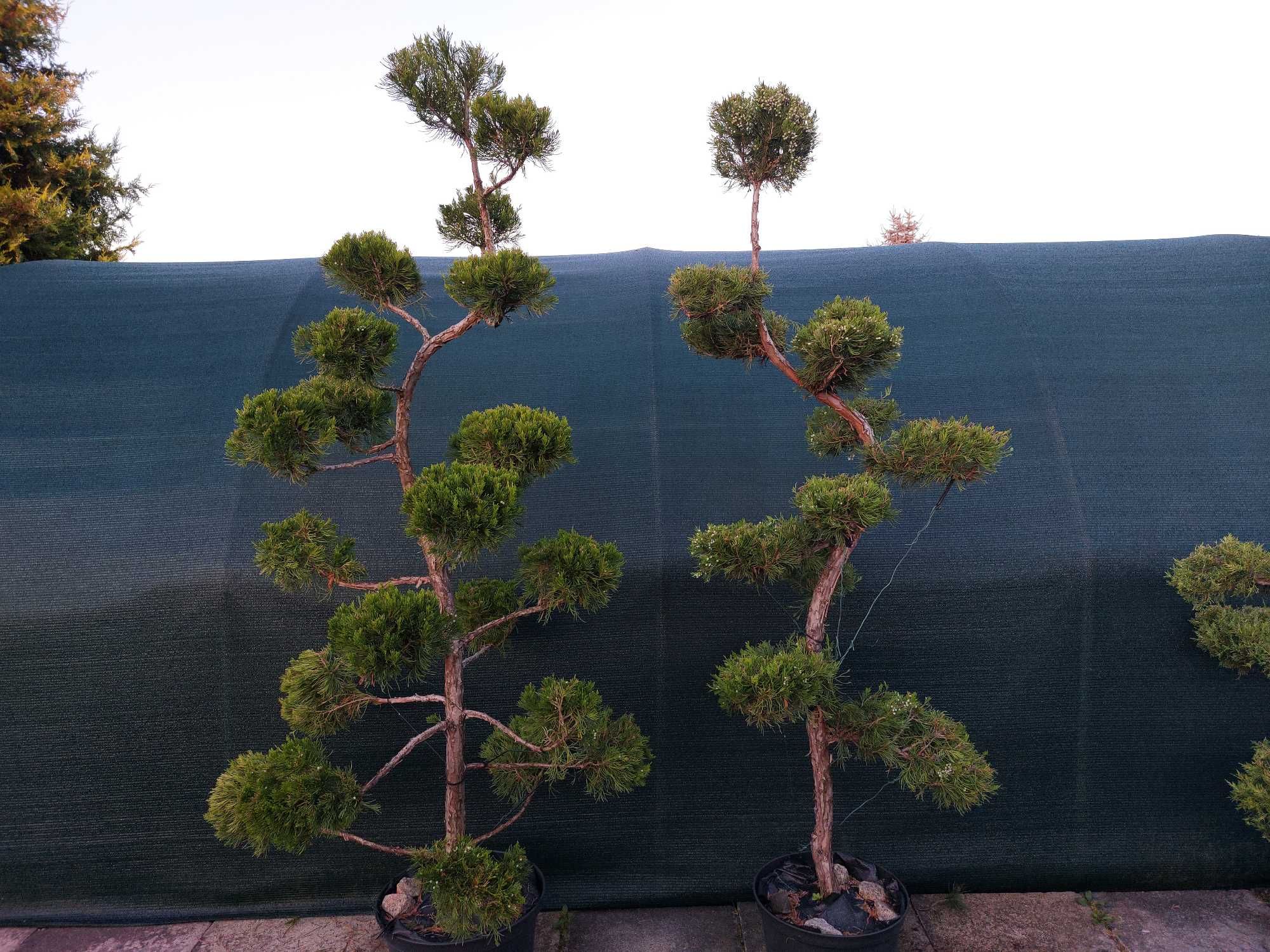 Niwaki, bonsai, sosna szczepiona, Szkółka krzewów ozdobnych