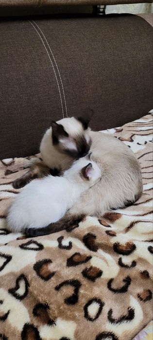 Котята   мальчик и девочка сиамские тайский