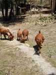 2 casais de cabras anãs familiares