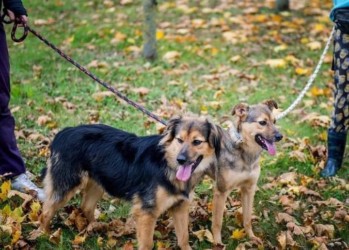 Piękna Malia szuka kochającego Domku!