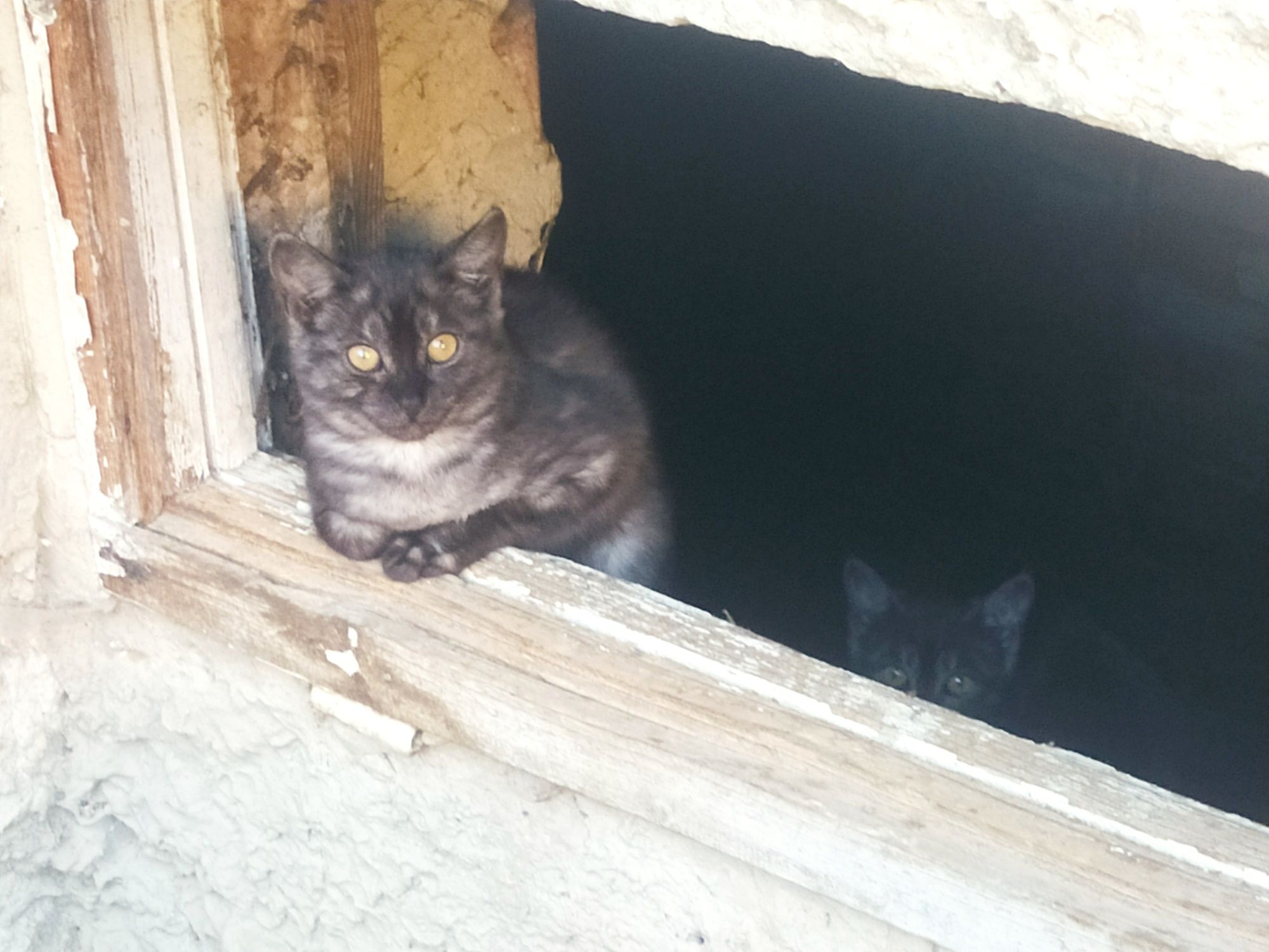 Віддам кошенят в добрі руки