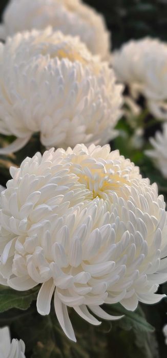 Chryzantemy Wielkokwiatowe - Doniczkowe