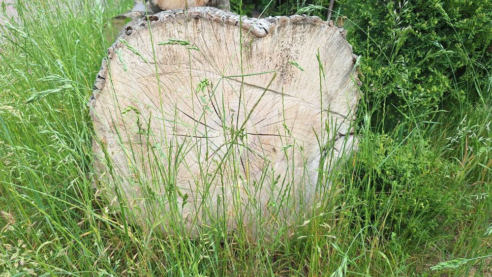 Kłody JESIONÓW Sprzedam