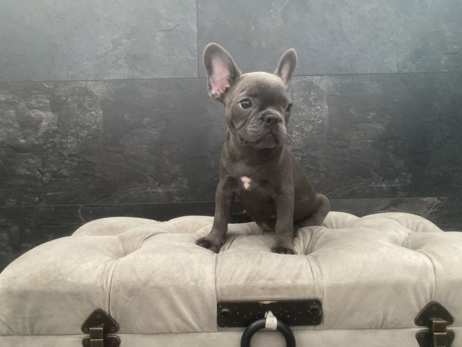 Раскошный французский бульдог, голубого окраса Киев,доставка по миру!