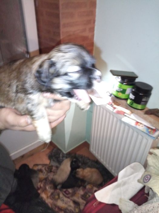 Роздаю унікальних щенят