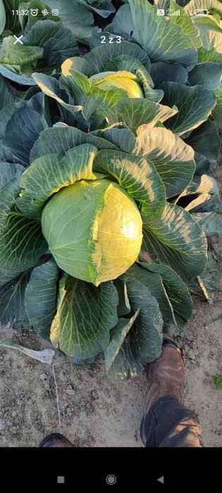 Kapusta szatkowana z własnego gospodarstwa