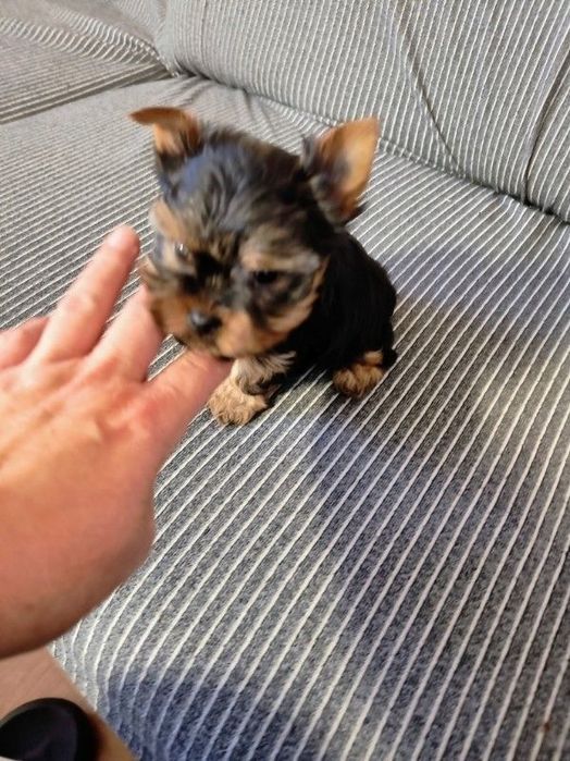 York  dziewczynka miniaturka