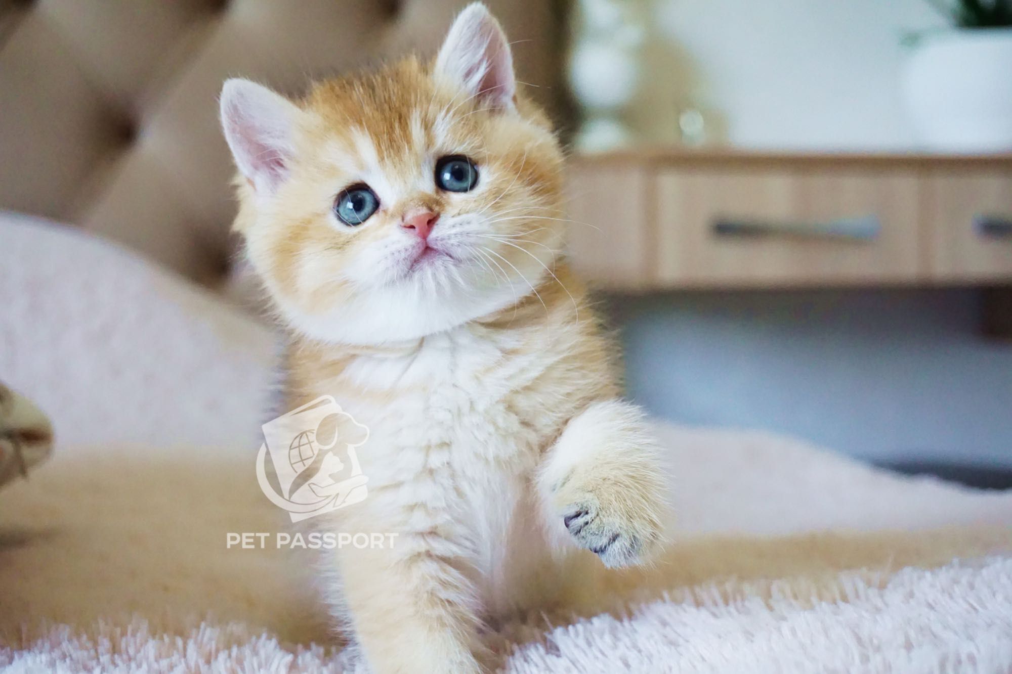 Британский короткошёрстный котенок, мальчик золотая шиншилла ny11