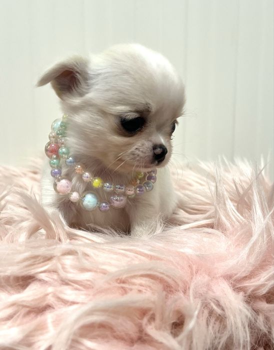 Chihuahua Femea disponivel