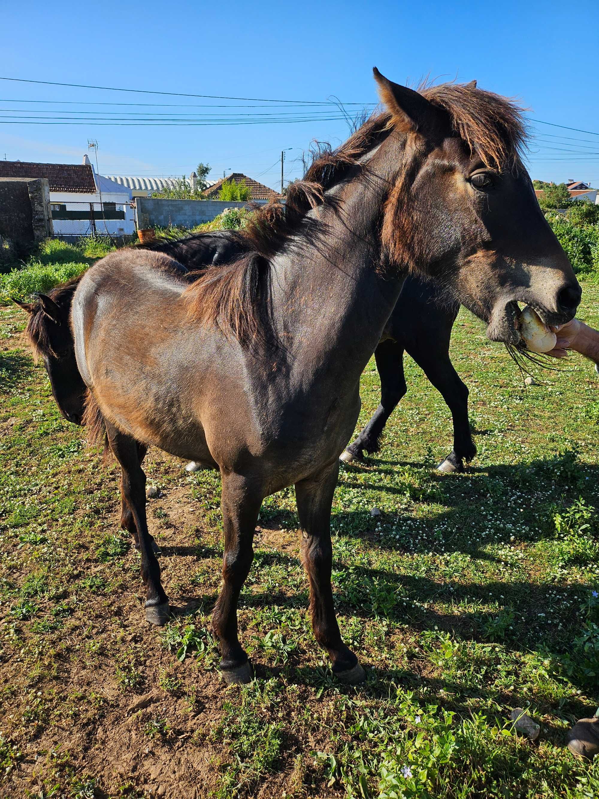 Cavalo,  egua com 9 meses