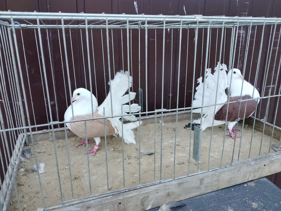 Pawiki tarczowe para