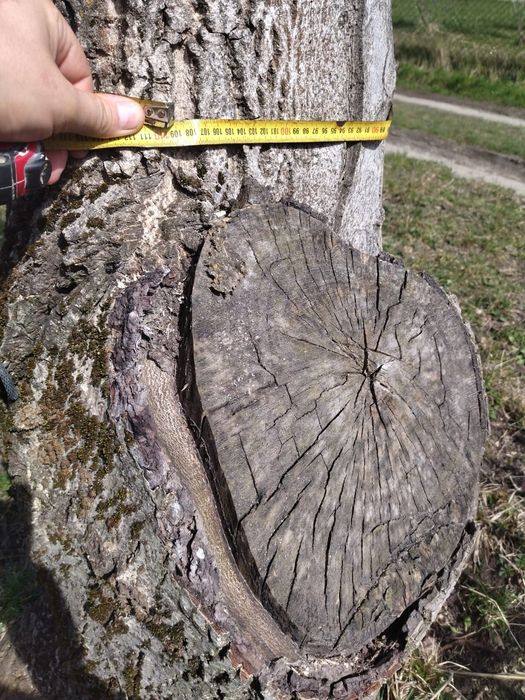 Горіх стовбур кругляк