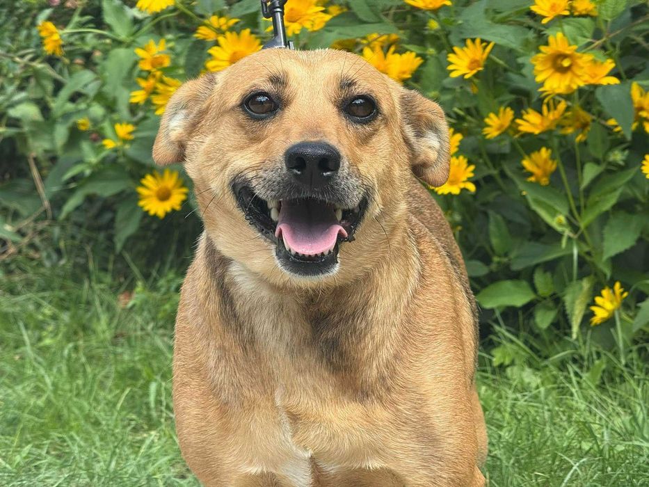 Pokochaj Sabę tak mocno jak ona kocha ludzi