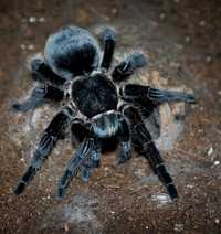 Brachypelma albopilosum самка паука птицееда для новичков